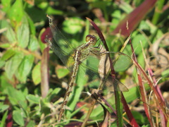 Erythrodiplax umbrata