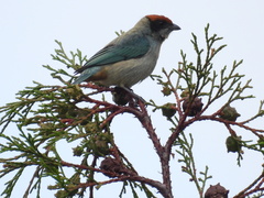 Stilpnia vitriolina