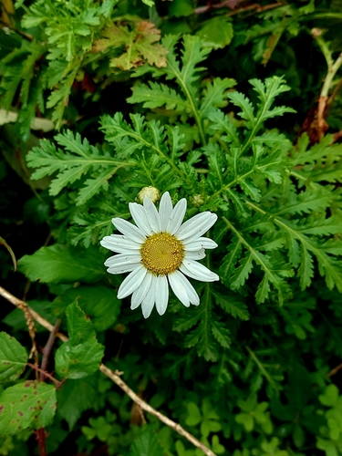 Argyranthemum broussonetii image