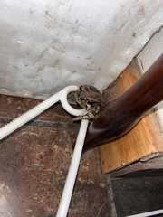 Sclerophrys capensis