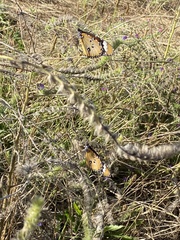 Danaus chrysippus orientis
