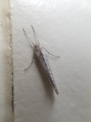 Evergestis angustalis