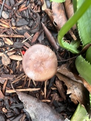 Clitocybe brunneocephala