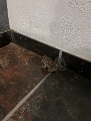 Sclerophrys capensis