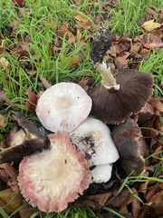 Agaricus xanthodermus