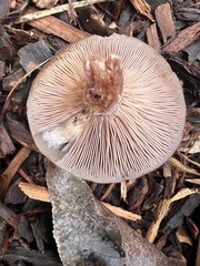 Clitocybe brunneocephala
