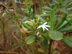 Scaevola montana