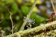 Trichosalpinx arbuscula
