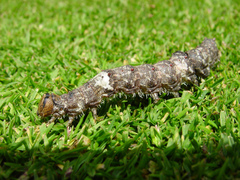 Catocala sponsa
