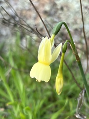 Narcissus triandrus