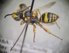 Nomada vegana