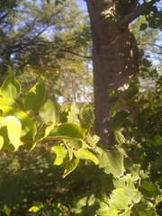Celtis africana