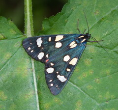 Callimorpha dominula