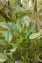 Stelis gelida