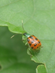 Diabrotica limitata