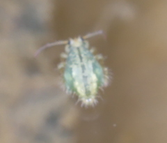 Sminthurus viridis