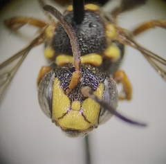 Nomada vegana