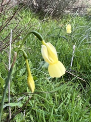 Narcissus triandrus