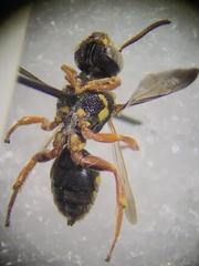 Nomada vegana