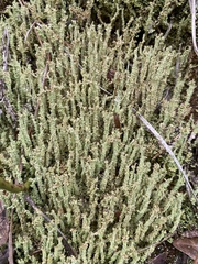 Cladonia squamosa