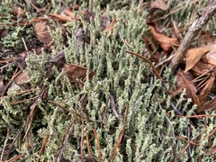 Cladonia squamosa