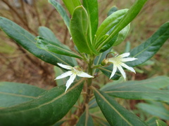 Scaevola montana