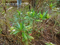 Scaevola montana