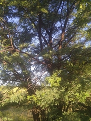 Vachellia robusta