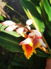 Alpinia zerumbet