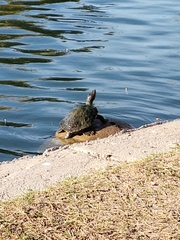 Trachemys scripta