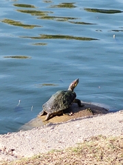 Trachemys scripta