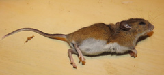 Peromyscus