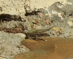 Podarcis virescens