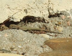Podarcis virescens
