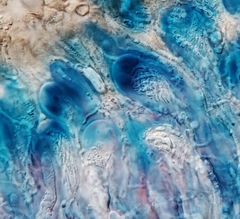 Scoliciosporum chlorococcum