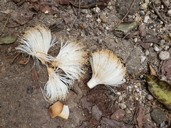 Pseudobombax septenatum