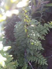 Cheilanthes viridis