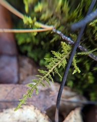 Thuidium delicatulum