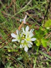 Dionaea muscipula