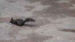 Sciurus vulgaris