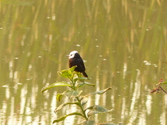 Arundinicola leucocephala