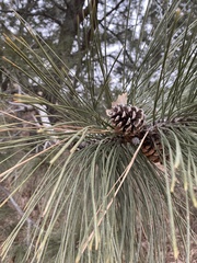 Pinus resinosa