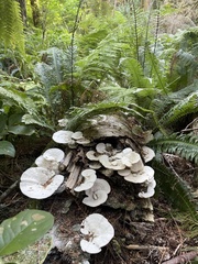 Trametes gibbosa