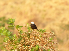 Arundinicola leucocephala