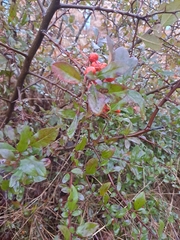 Pyracantha coccinea