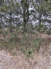 Pinus resinosa