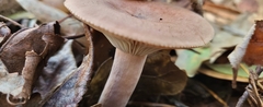 Lactifluus
