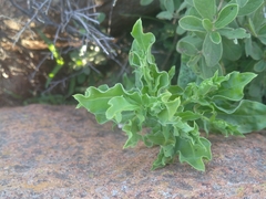 Helichrysum aureum