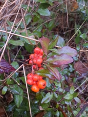 Pyracantha coccinea