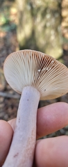 Lactifluus